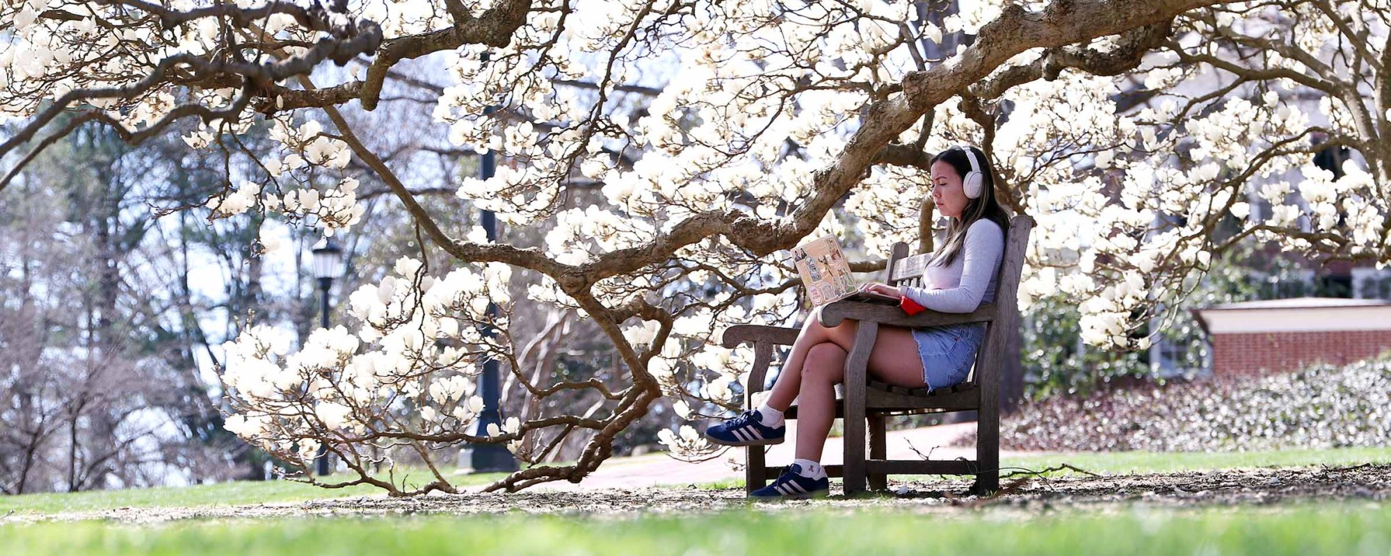 Student on a bench under magnolia tree with white blooms, reading a book