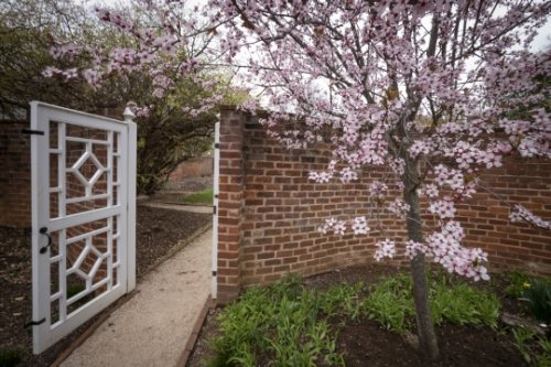 Garden gate with pink tree